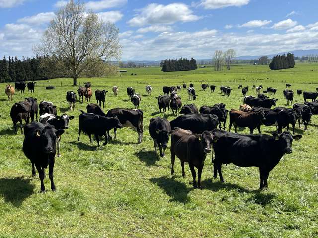 27 Mcrae Road Otorohanga_3