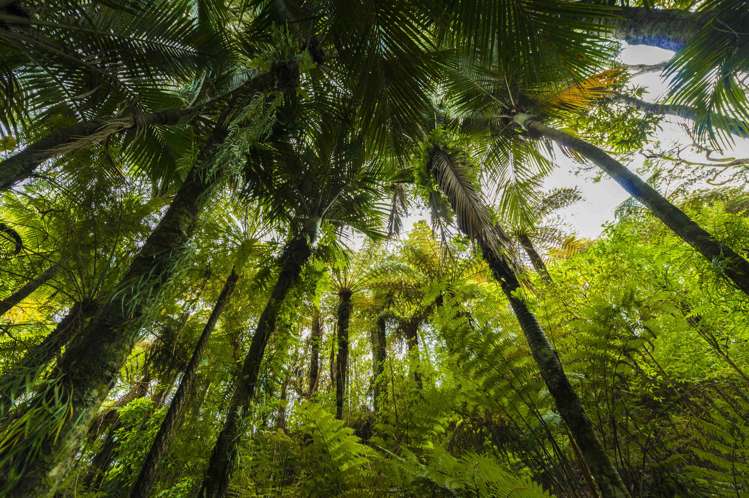 33 Karahiwi Lane Dairy Flat_8