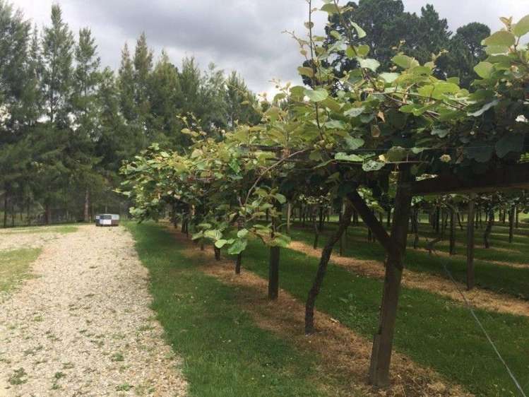 358b Lockington Road Aongatete_14