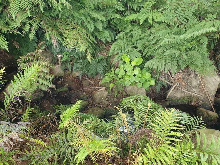 17b Okura Drive Kerikeri_13