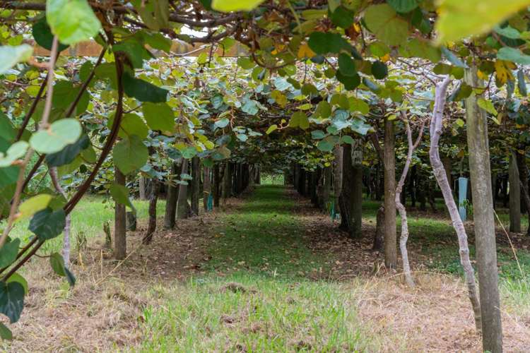 99 Homewood Drive Te Puke_21