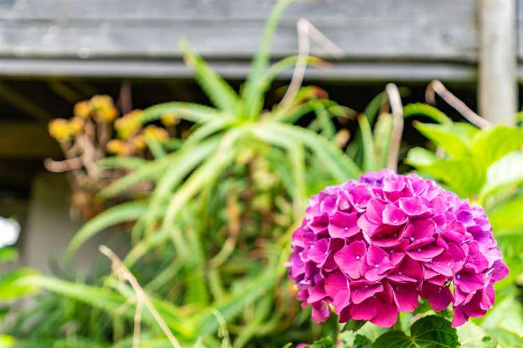 35 Olsen Avenue Mangawhai Heads_18