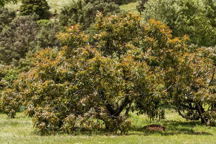 520 Wright Road Aongatete_22