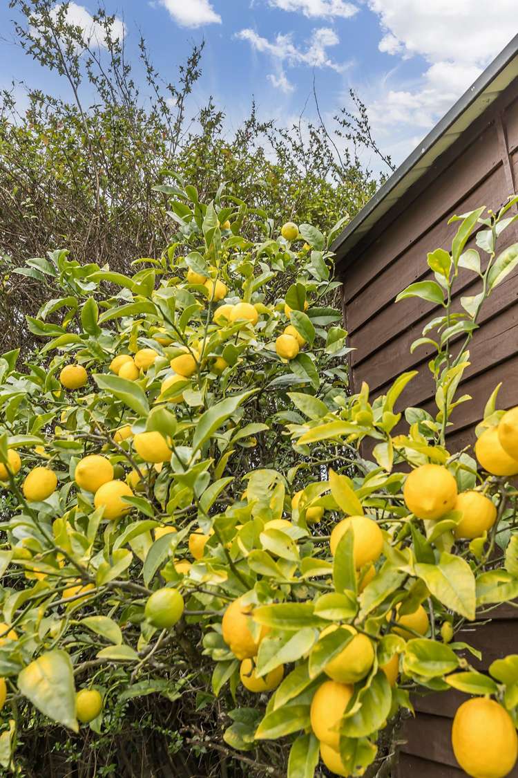 63 Redwood Avenue Tawa_17