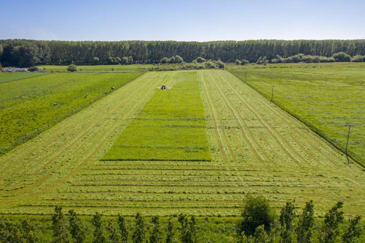 Wilkins Road Tinwald_7