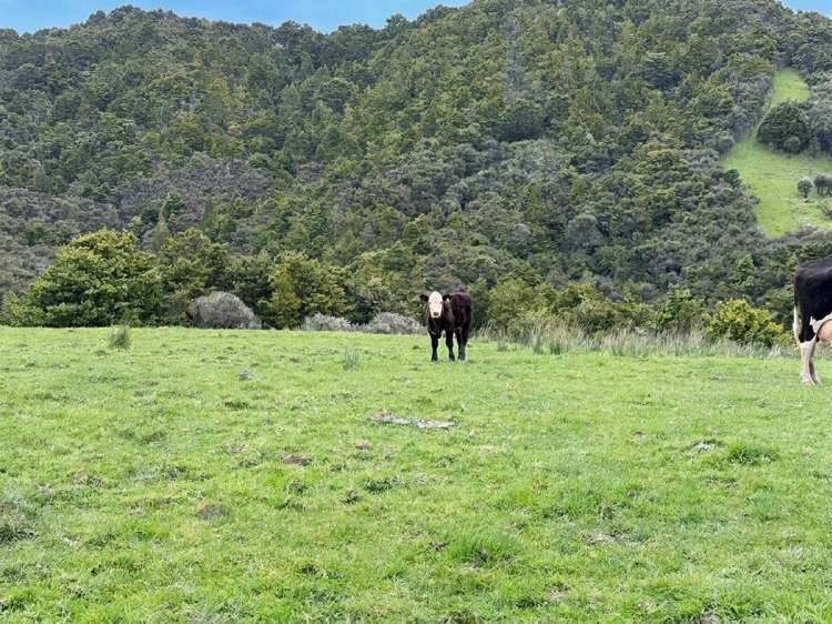 583 Lusk Road Ruawai_32