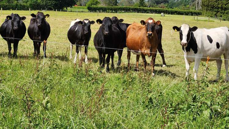 71 Lepper Road Inglewood_10