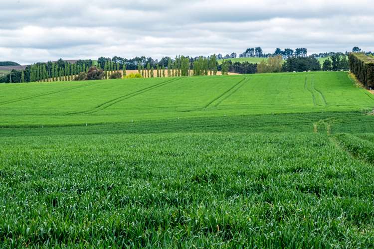 38 Doake Road Pleasant Point_13