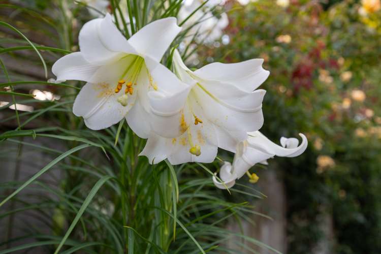 80a Manawatu Street Hokowhitu_15