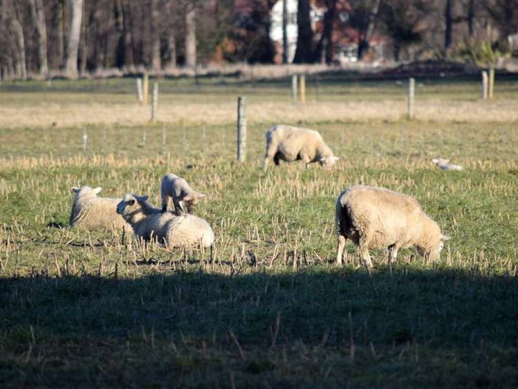 46 Templer Street Geraldine_25