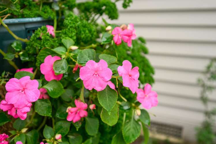 10 Fairview Avenue Feilding_13