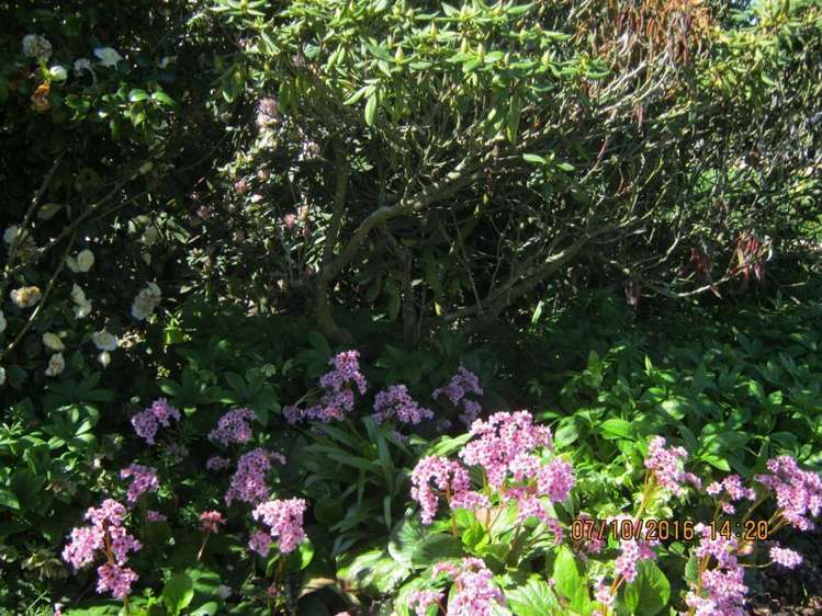 127 Main North Road Geraldine_11