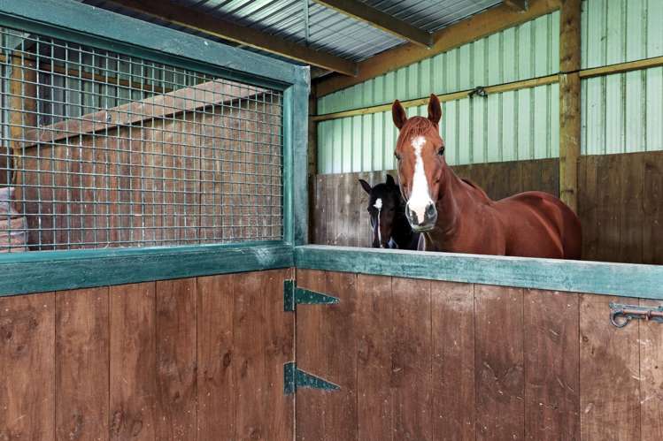 274 Hot Springs Road Tahawai_7