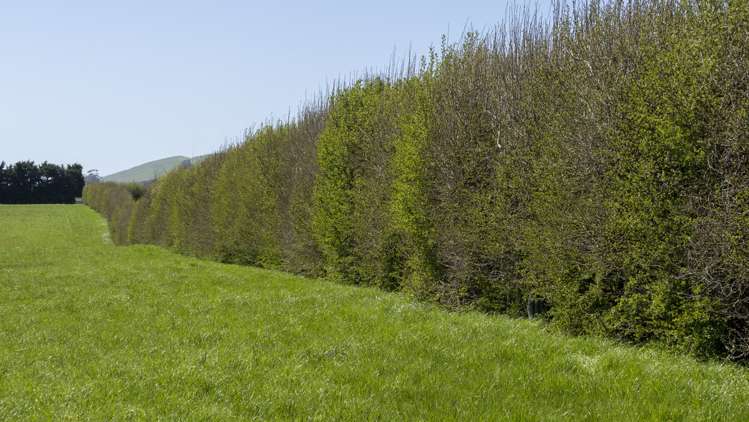 Brooklands Road Gladstone_16