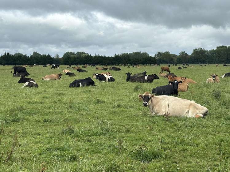 150 Hedgehope Block Road Hedgehope_16