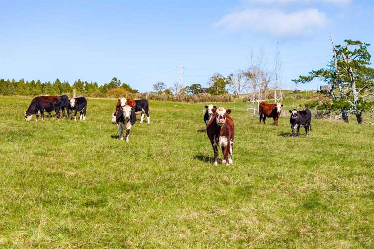 103 Partridge Road Wellsford_26