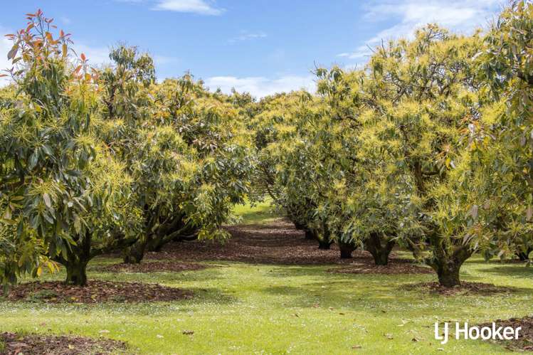 117 Athenree Road Athenree_23