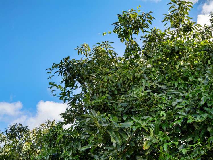 91 Morton Road Aongatete_25