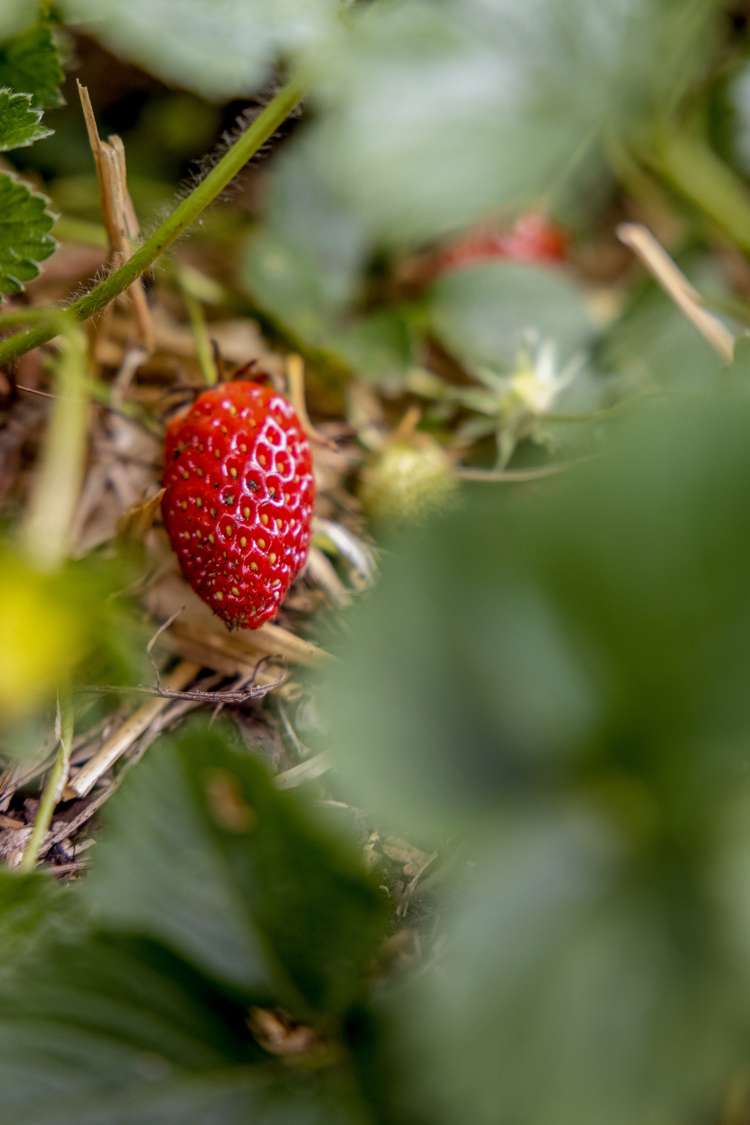 30 Ridge Drive Omokoroa_27