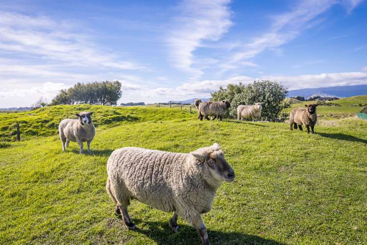 21 Sandown Road Te Horo Beach_33