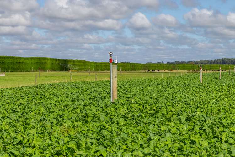 589 Coutts Island Road Coutts Island_23