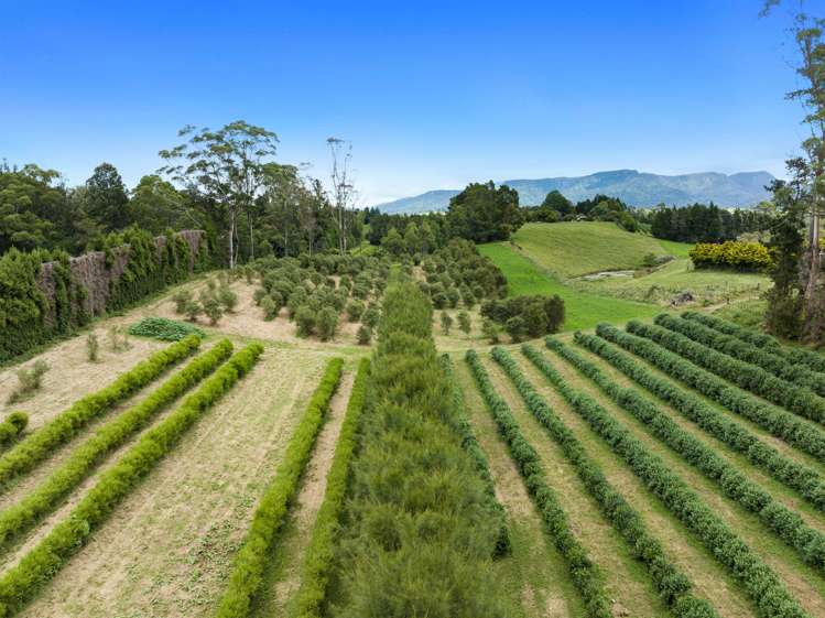 Pine Ridge Lane Aongatete_4