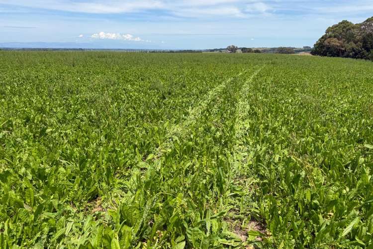 108 McKays Line Cheltenham_16