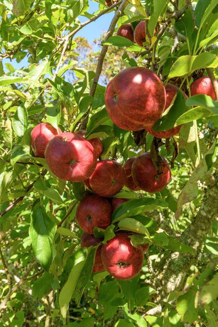 3 Phillips Drive Oropi_46