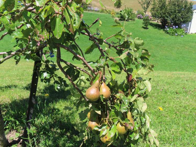 63 Knight Road Dannevirke_22