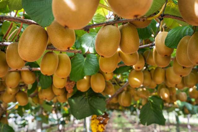 865B Oropi Road Oropi_3