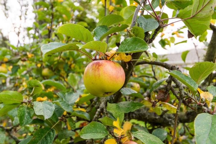 91 North Street Feilding_17