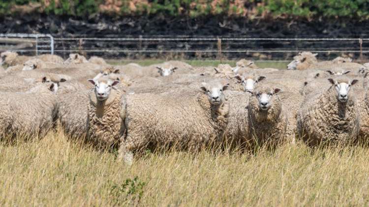 185 Ashworths Road Amberley_21