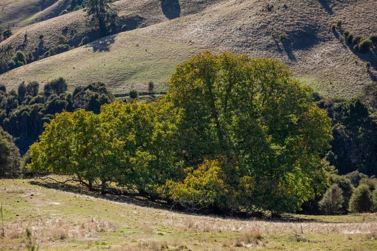 1809 Motueka Valley Highway Ngatimoti_31