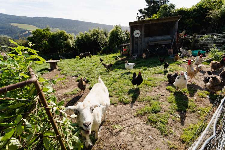16 Boundary Street Purakaunui Inlet_33