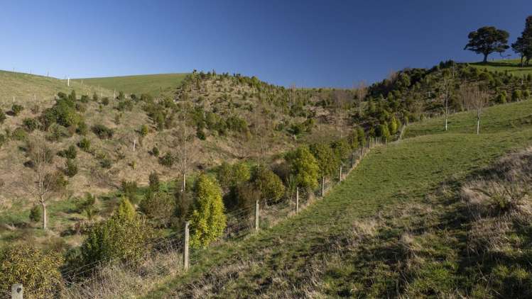 Burnetts Road Masterton_13