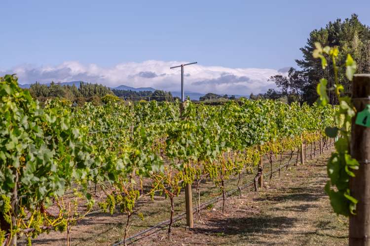 46 Waipipi Road Opaki_2