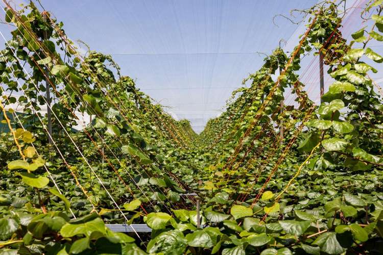 140C Wharawhara Road Tahawai_14