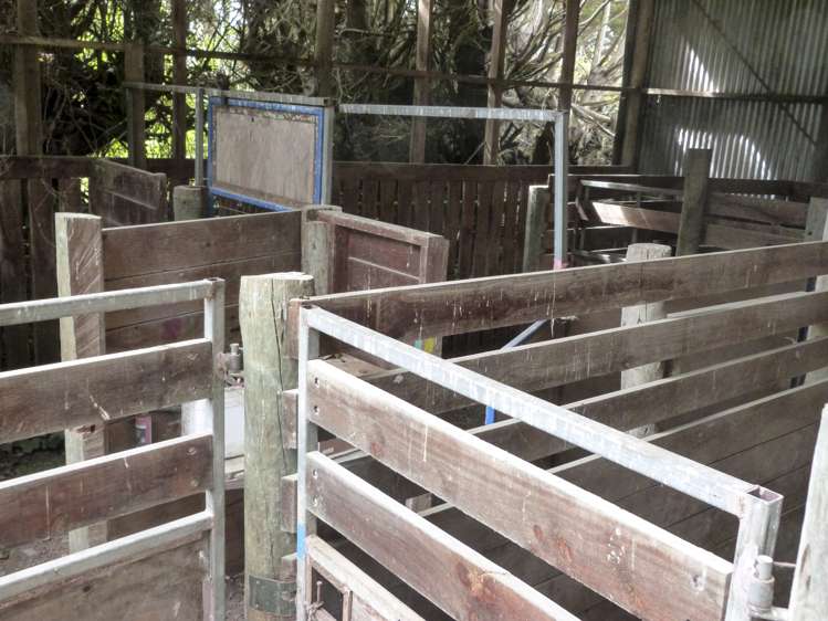 2 Wilson Road South Motu Rimu_7