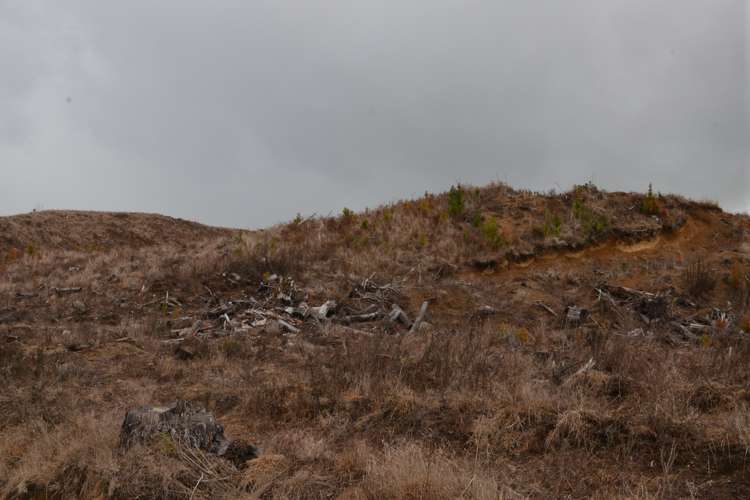 Ongarue Stream Road Waimiha-Ongarue_4