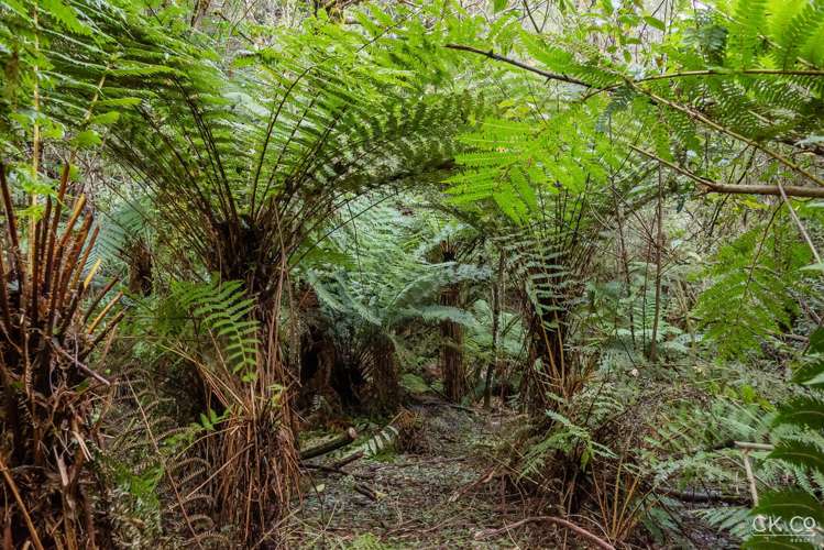 Zero Akatarawa Road Brown Owl_18