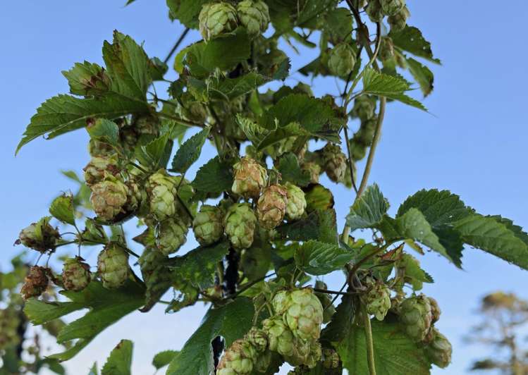 130 Hurworth Road Hurworth_14