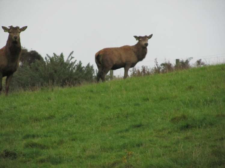 25 Keenan Road Tuatapere_16