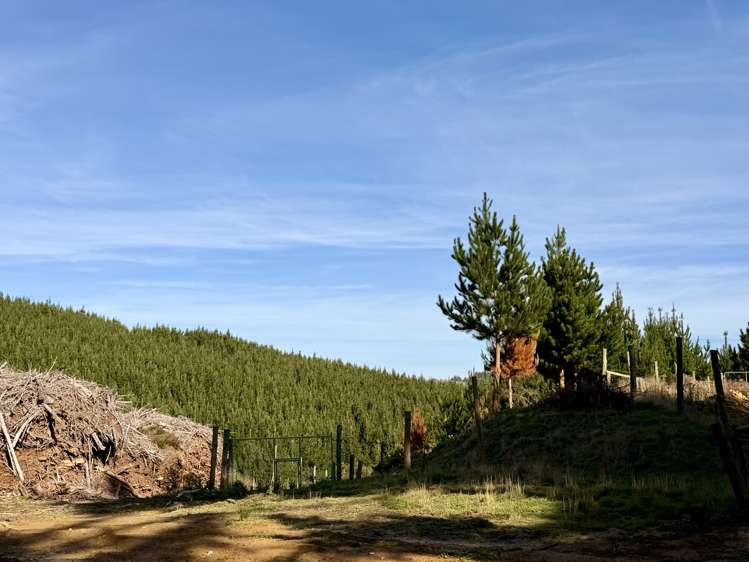 Shag Point Road Palmerston_6