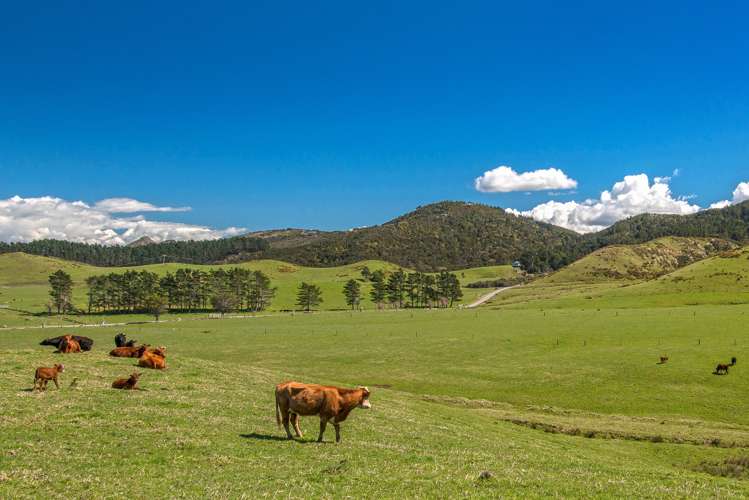 Kauri Mountain Road Whangarei_3