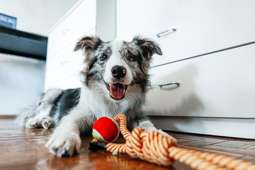 New pet rules kick in: What renters and landlords need to know - from extra costs to ‘grey areas’