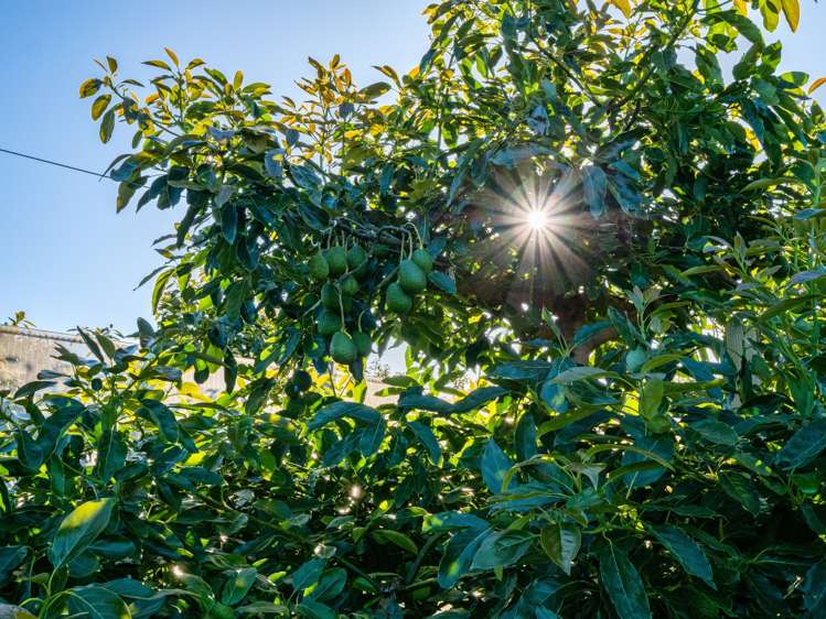 299b Whakamarama Road Whakamarama_22