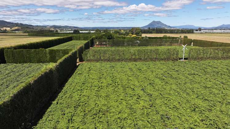 469 Western Drain Road Edgecumbe_13