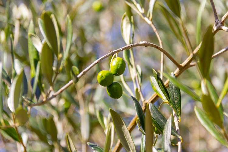 16 Parkers Road Carterton_24