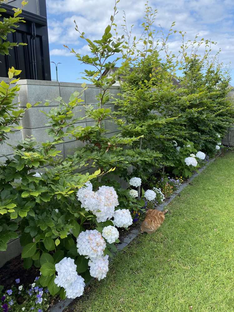 115 Motu Grande Pauanui_19