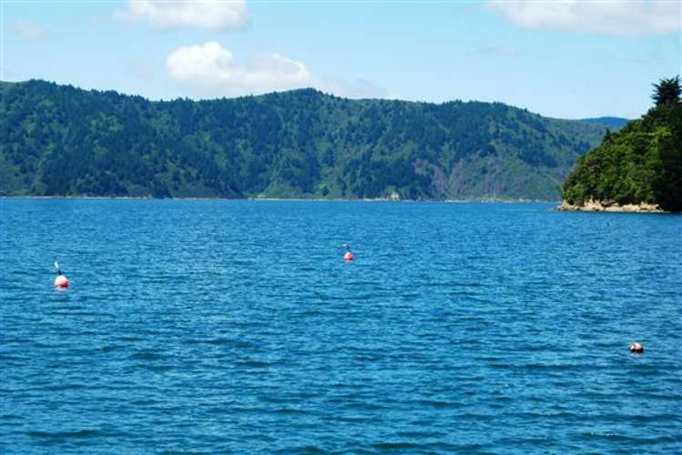 Arthurs Bay Kenepuru Sound_6